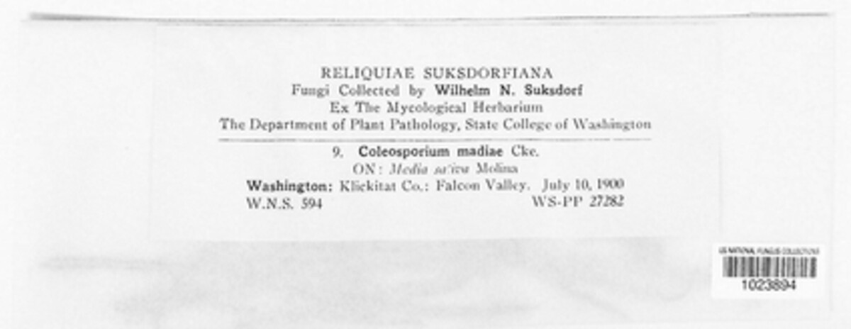 Coleosporium madiae image